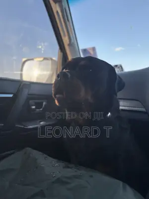 1+ year Female Purebred Rottweiler