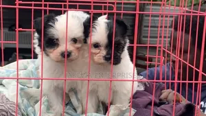 1-3 months Male Purebred Havanese