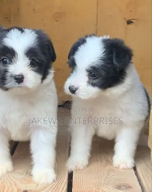 1-3 months Male Purebred Havanese