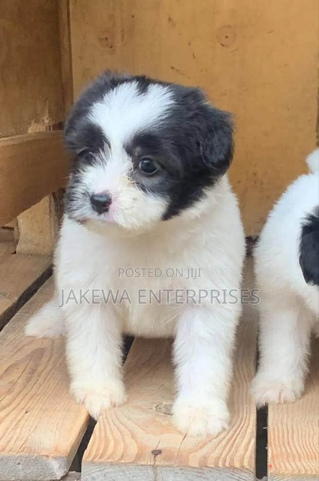 1-3 months Male Purebred Havanese - main view