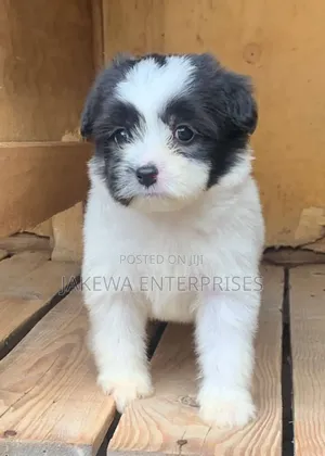1-3 months Male Purebred Havanese