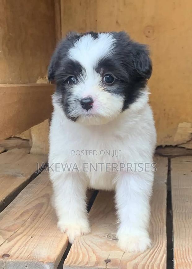1-3 months Male Purebred Havanese
