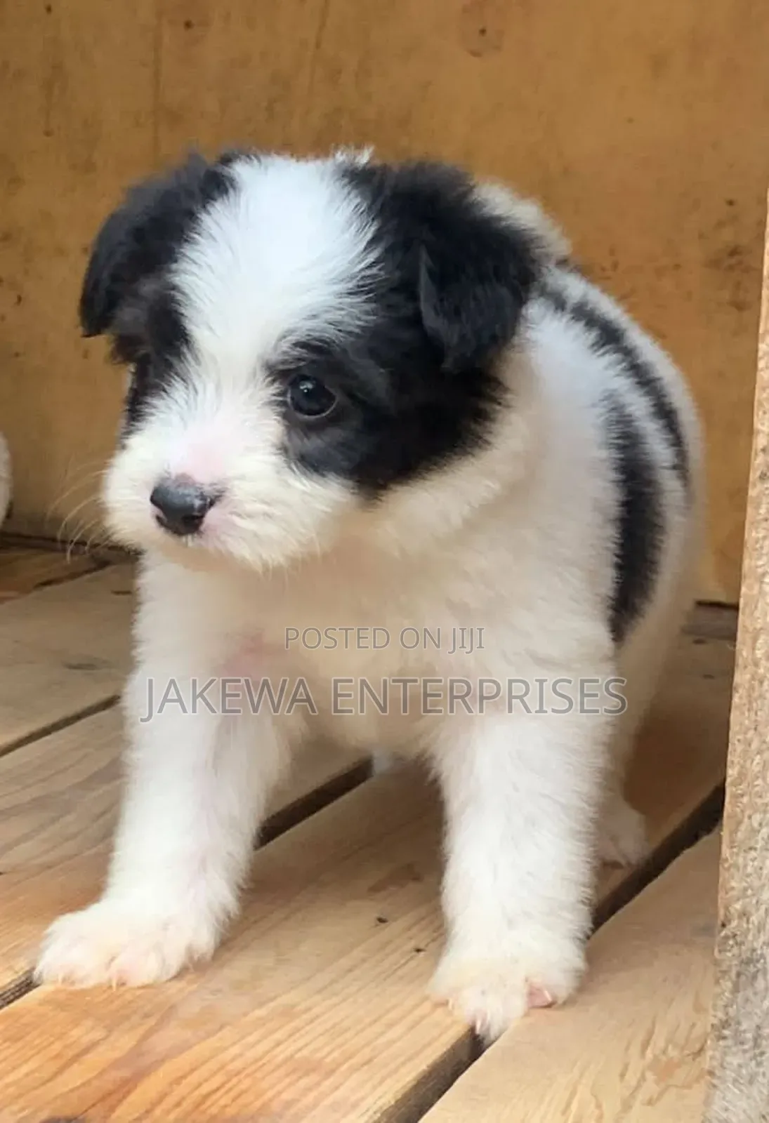 1-3 months Male Purebred Havanese