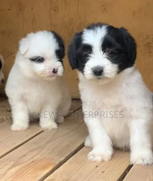 1-3 months Male Purebred Havanese