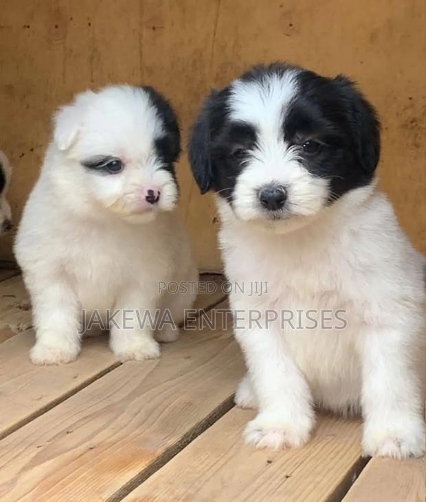 1-3 months Male Purebred Havanese