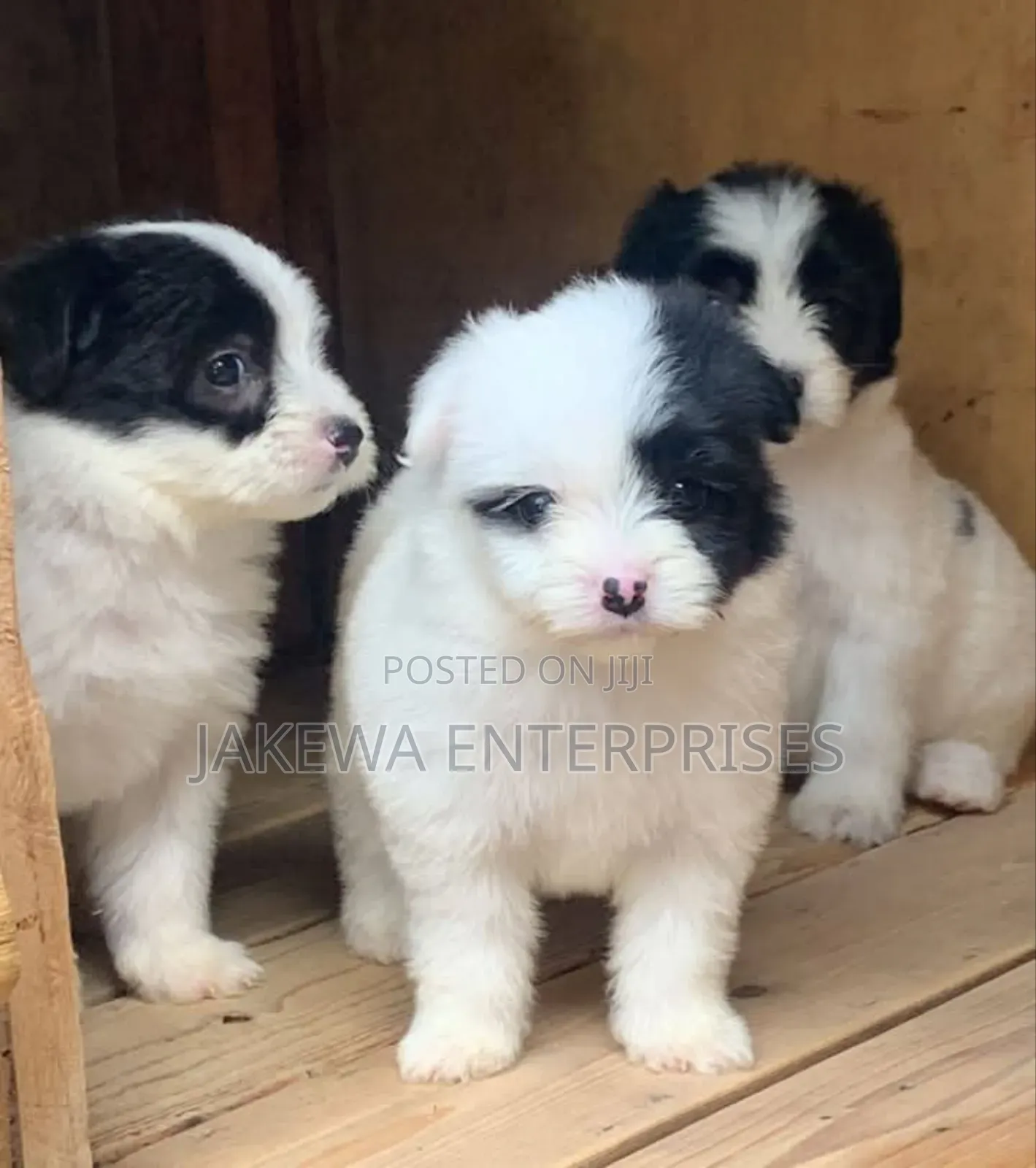 1-3 months Male Purebred Havanese