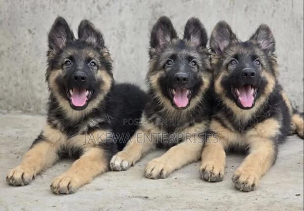 1-3 months Male Purebred German Shepherd - main view