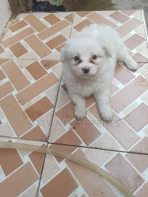 1-3 months Male Purebred Maltese