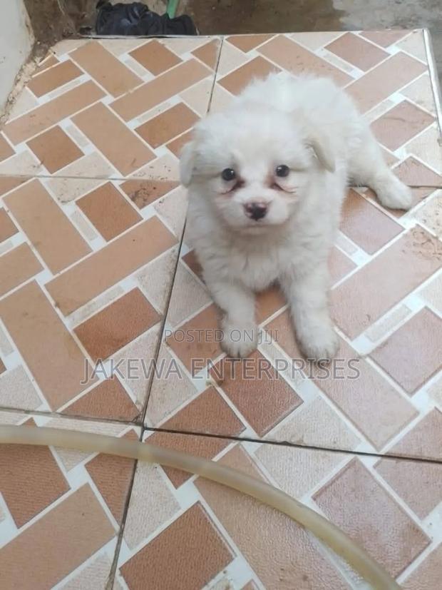 1-3 months Male Purebred Maltese - thumbnail 2