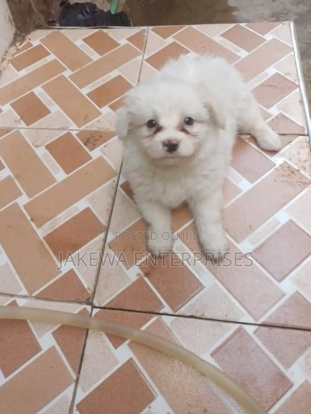 1-3 months Male Purebred Maltese