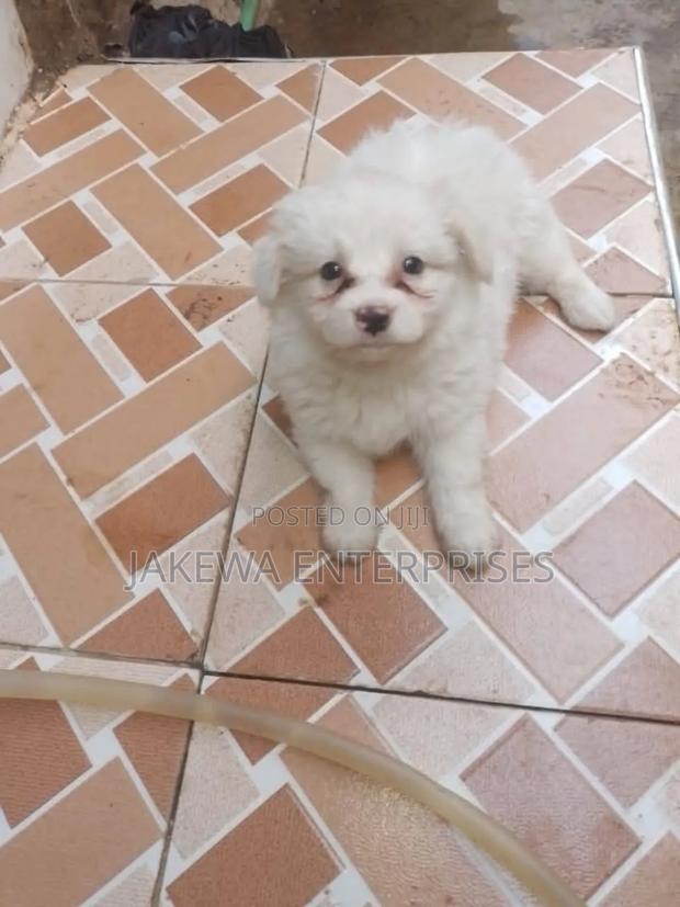 1-3 months Male Purebred Maltese - thumbnail 3