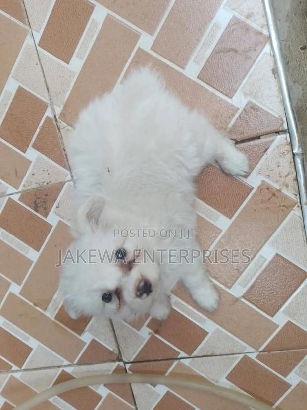 1-3 months Male Purebred Maltese - main view