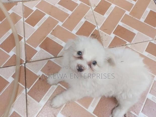 1-3 months Female Purebred Maltese