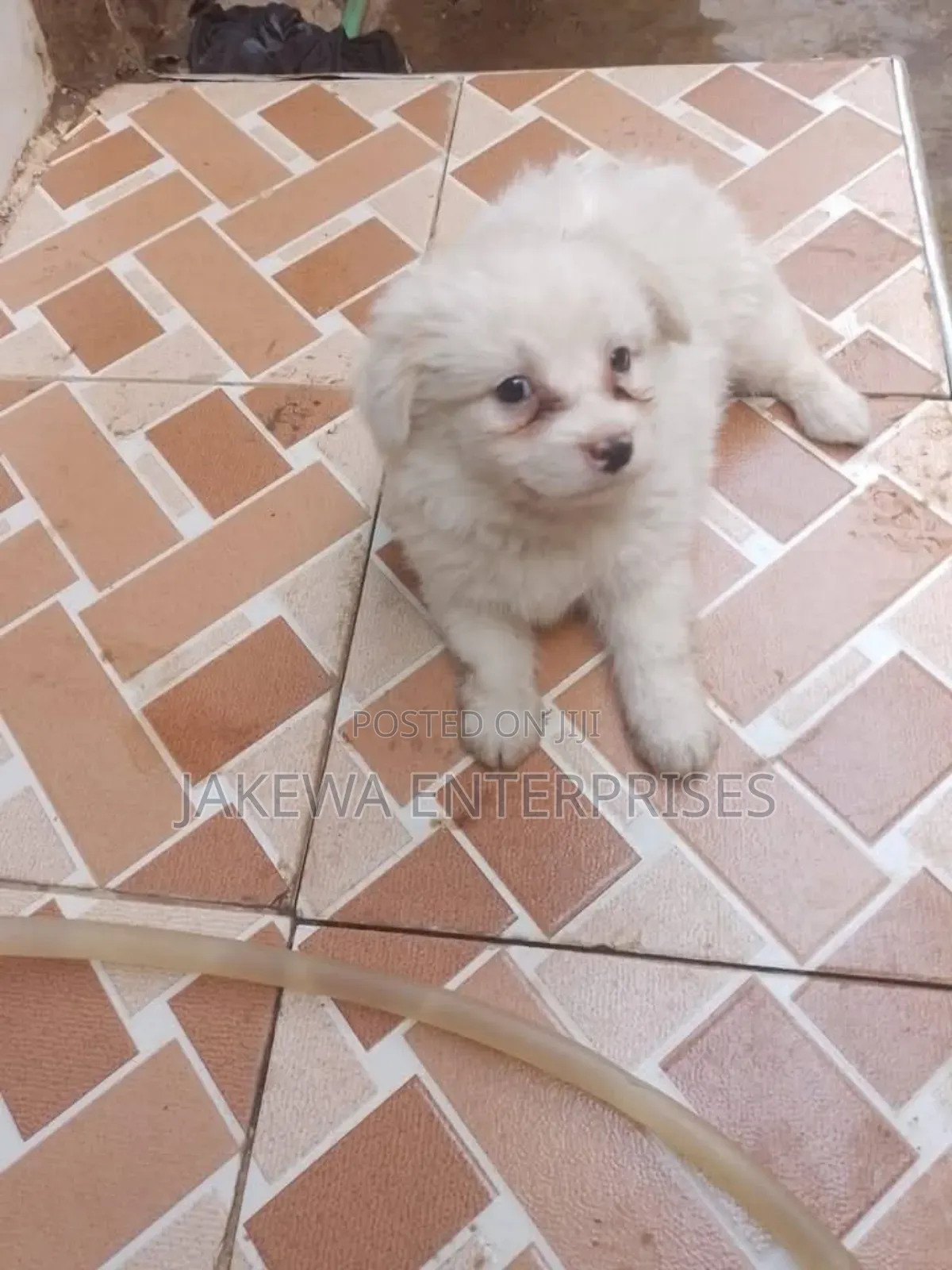 1-3 months Female Purebred Maltese