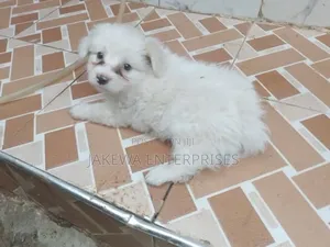 1-3 months Female Purebred Maltese