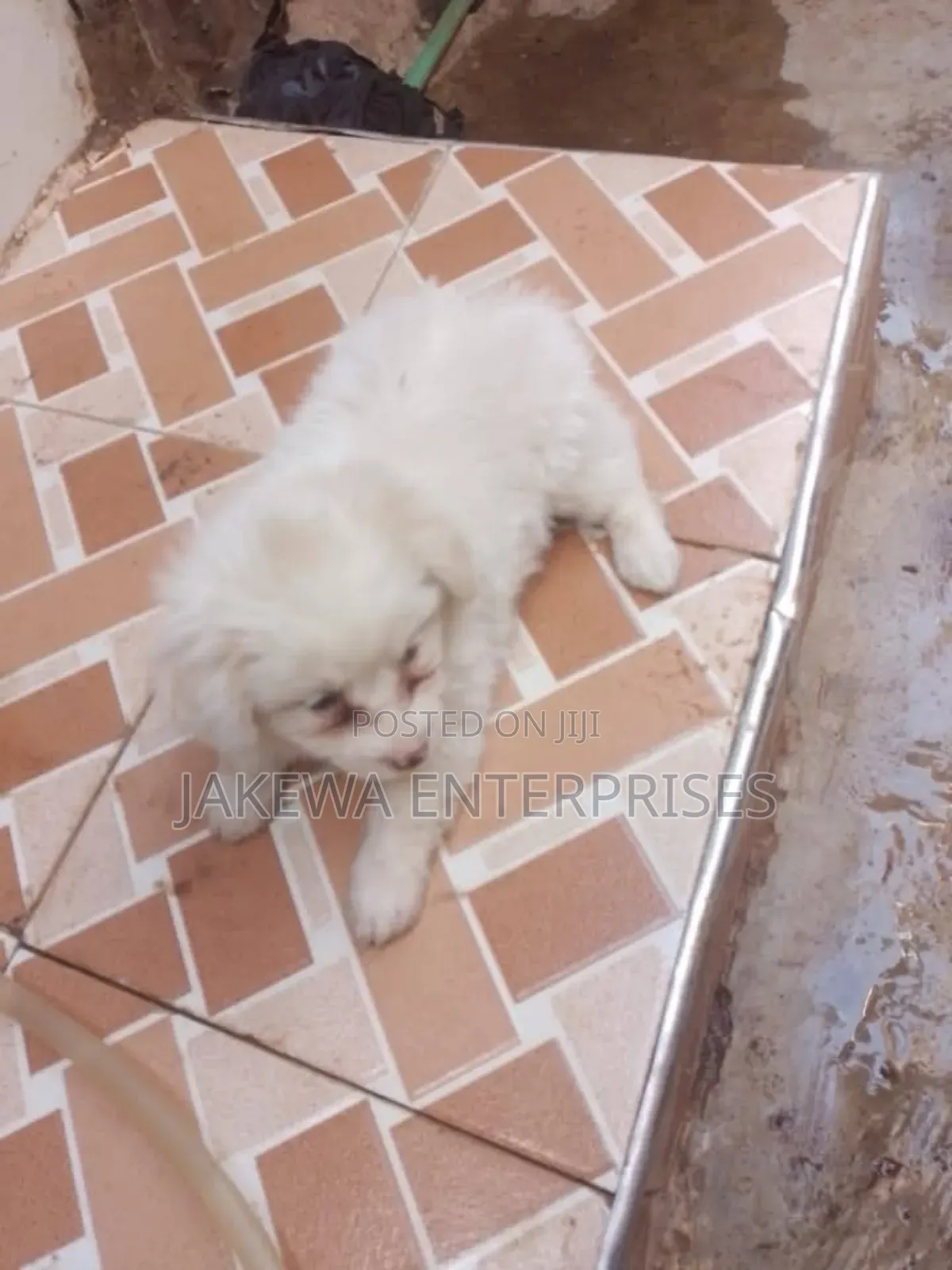 1-3 months Female Purebred Maltese