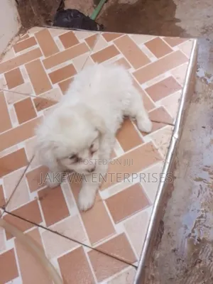 1-3 months Female Purebred Maltese
