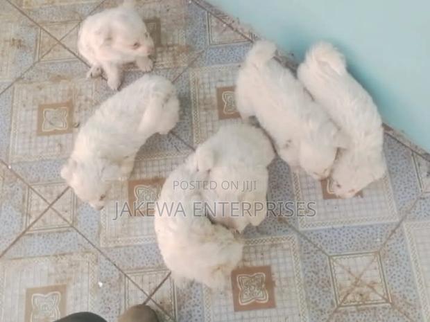 1-3 months Male Purebred Maltese - main view