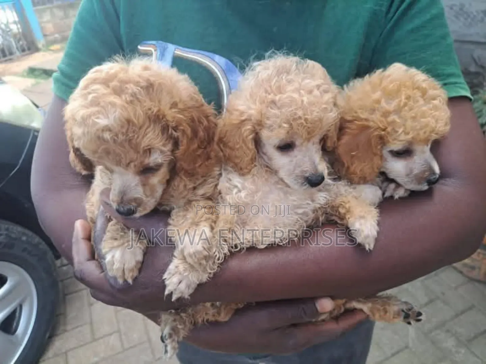 1-3 months Male Purebred Poodle