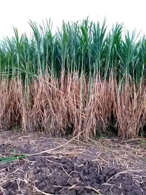 Super Napier Pakchong Grass Available 
- 50 Cuttings