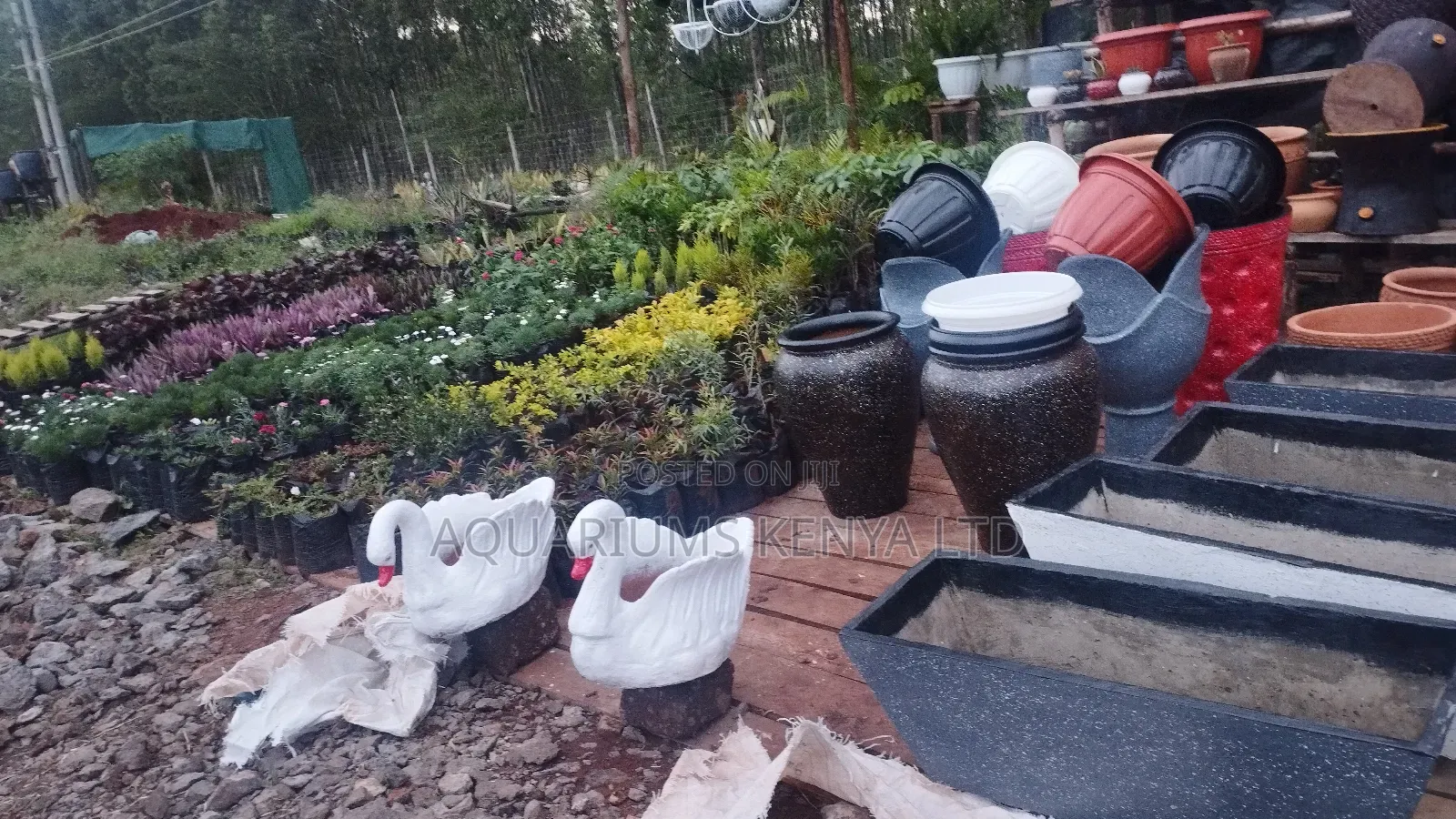 Flowers,Trees,Clay Pots