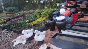 Flowers,Trees,Clay Pots