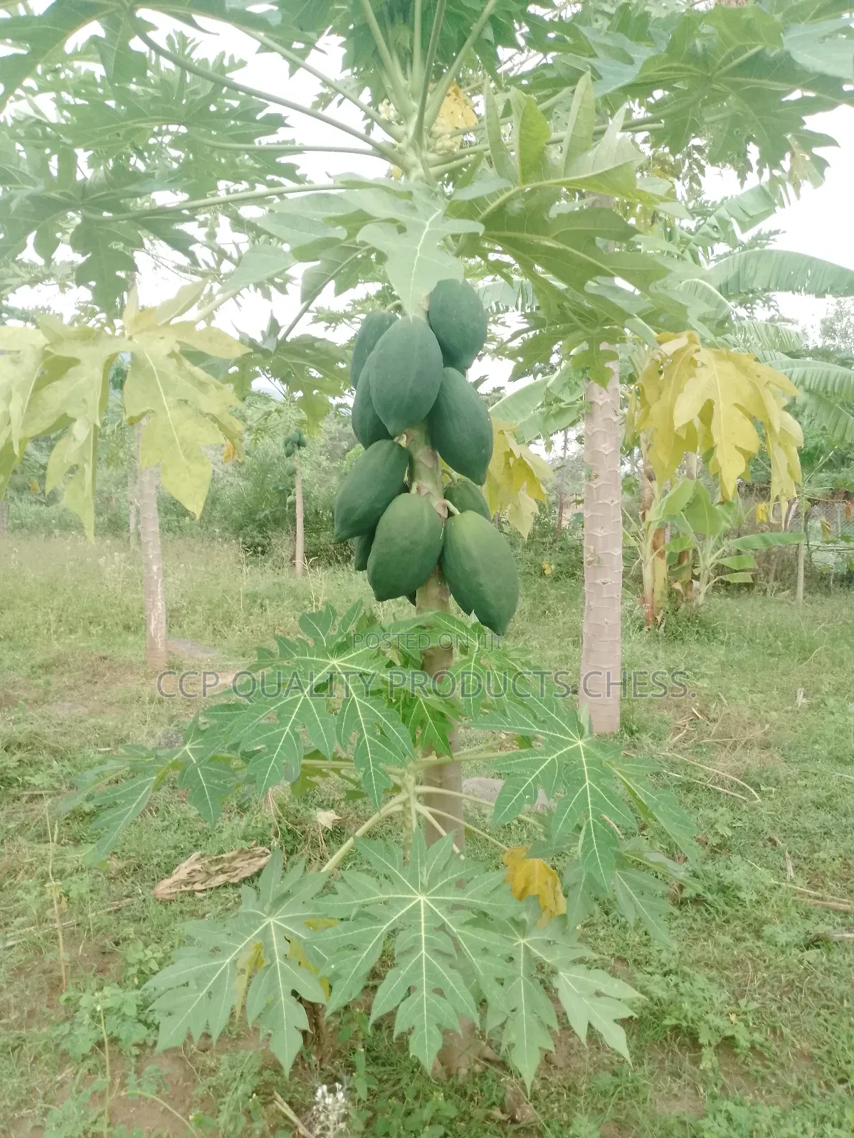 Paw Paw Fruits