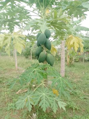 Paw Paw Fruits - thumbnail 2