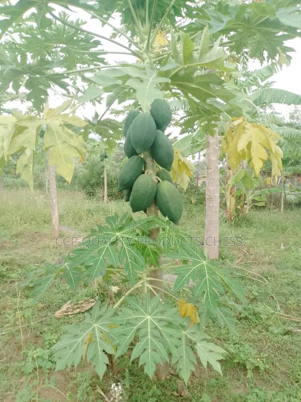 Paw Paw Fruits - main view