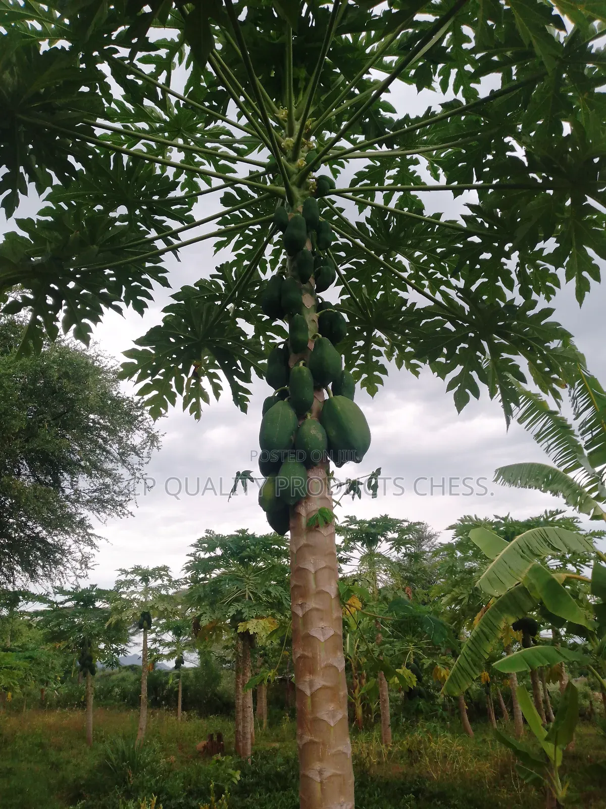 Paw Paw Fruits