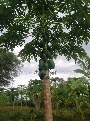 Paw Paw Fruits