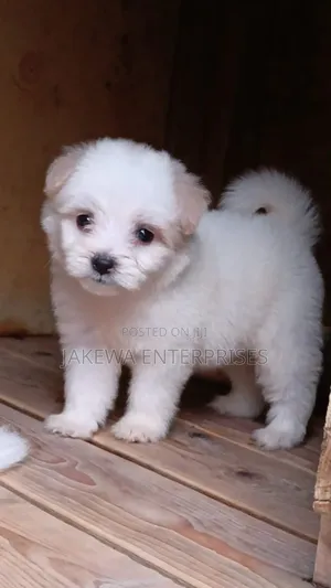 1-3 months Male Purebred Havanese