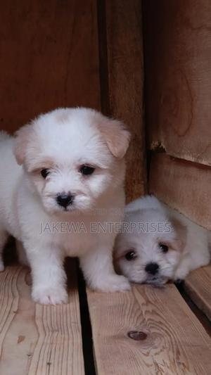 1-3 months Male Purebred Havanese - thumbnail 2