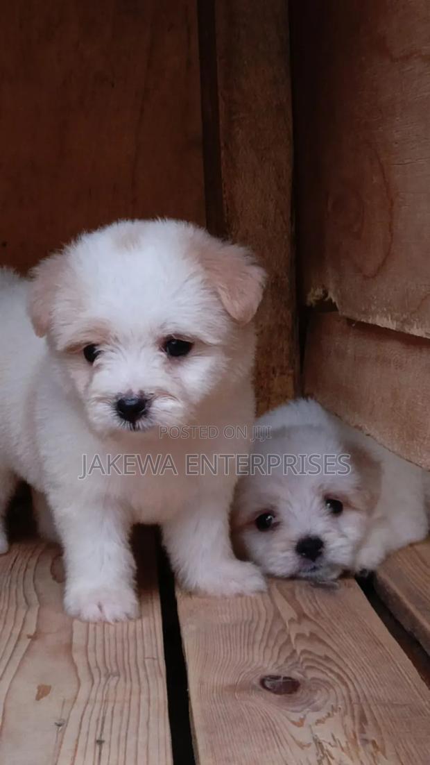 1-3 months Male Purebred Havanese - main view
