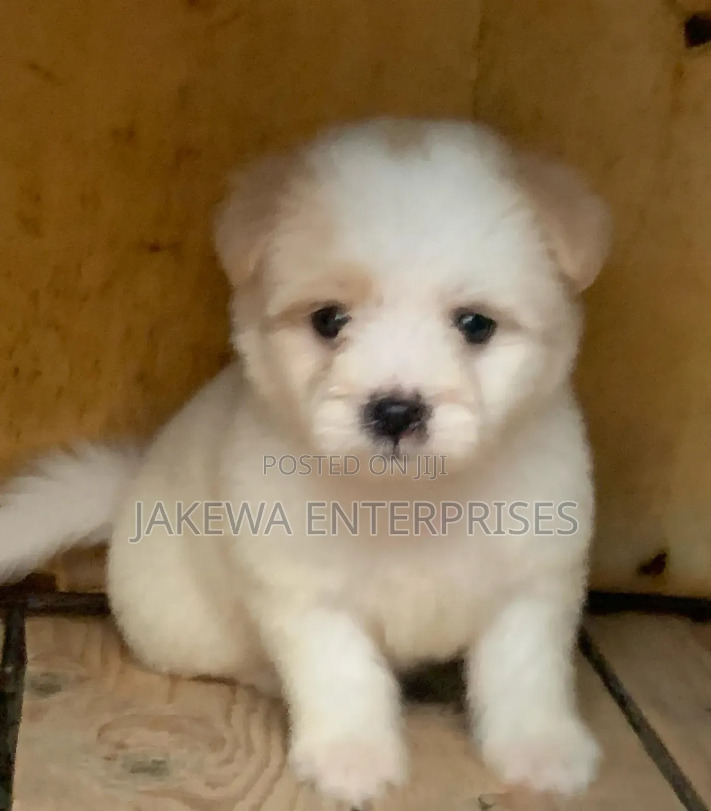 1-3 months Male Purebred Havanese