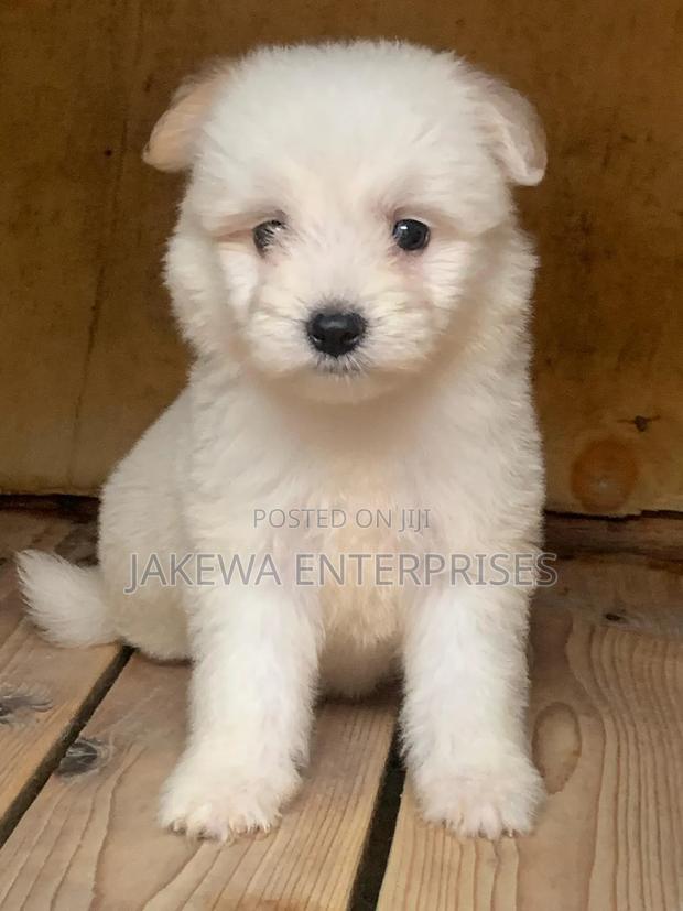 1-3 months Male Purebred Havanese - main view