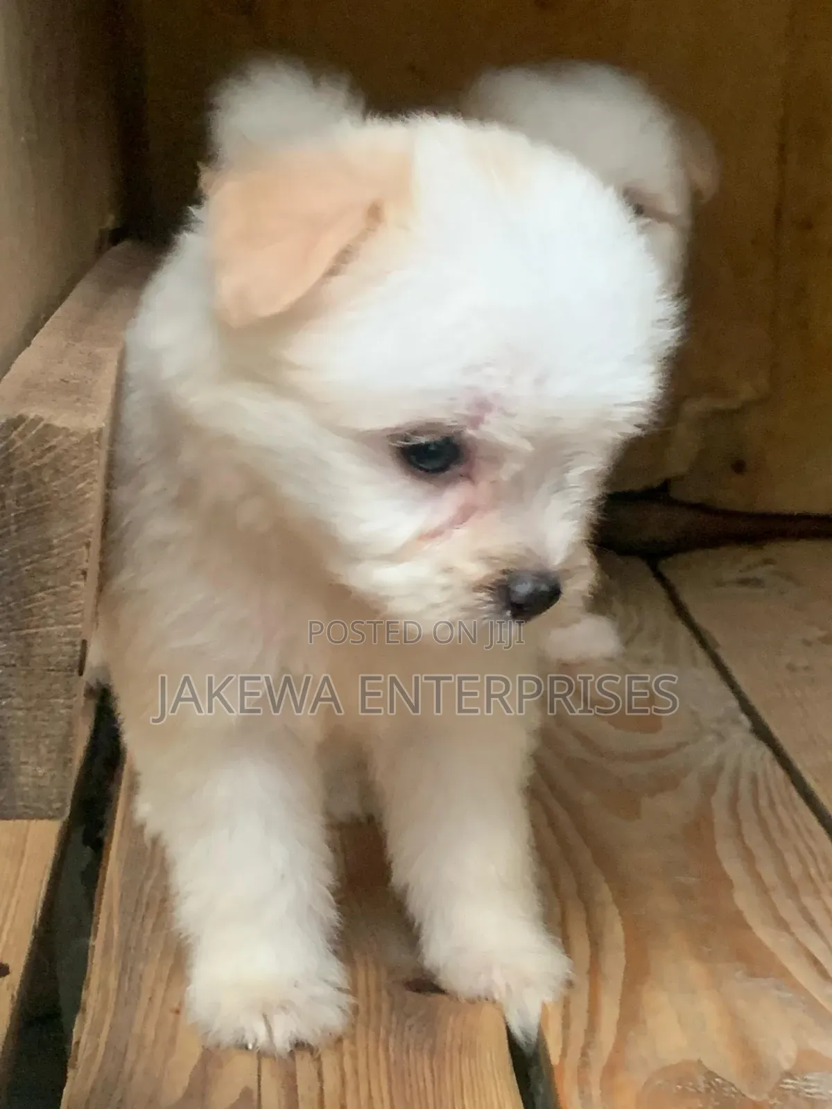 1-3 months Male Purebred Havanese