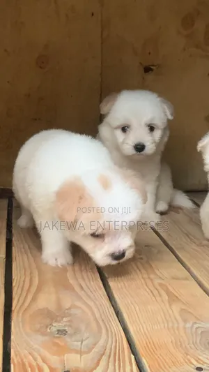 1-3 months Male Purebred Havanese