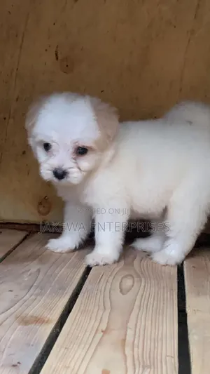 1-3 months Male Purebred Havanese
