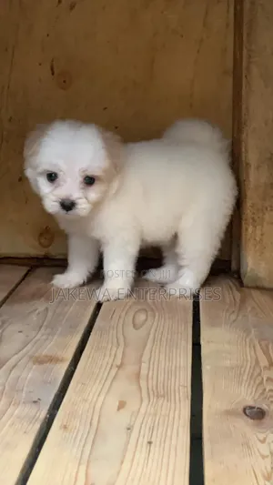 1-3 months Male Purebred Havanese