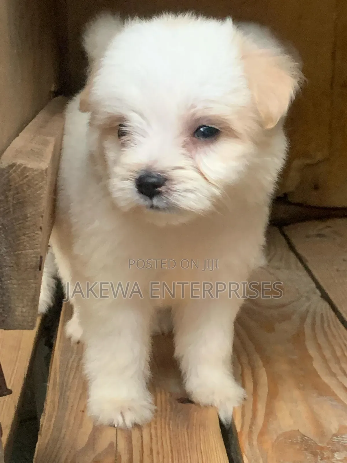 1-3 months Male Purebred Havanese