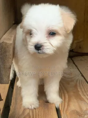 1-3 months Male Purebred Havanese