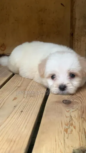 1-3 months Male Purebred Havanese