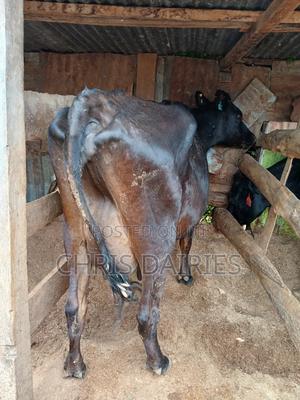 Guernsey Cow. - thumbnail 2