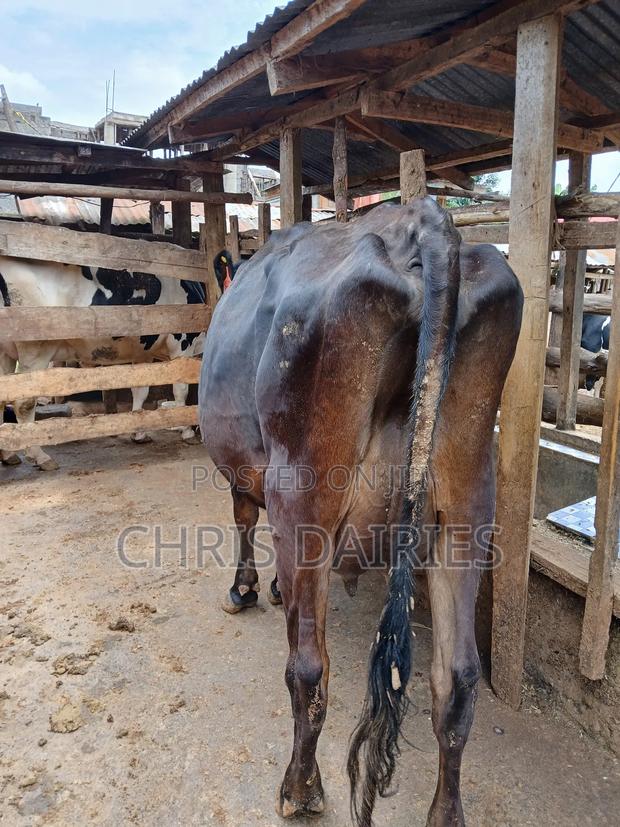 Guernsey Cow. - thumbnail 3