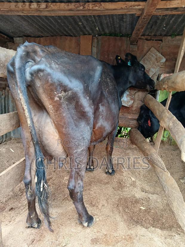 Guernsey Cow. - thumbnail 4