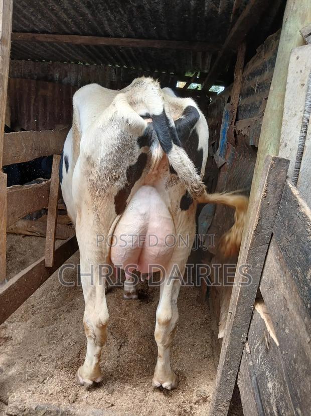 Lactating Hostein - main view