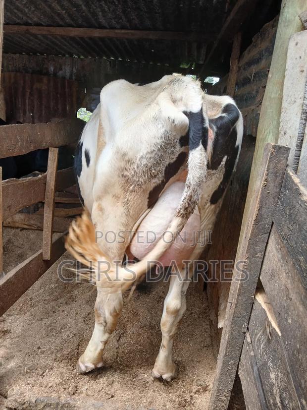 Lactating Hostein - thumbnail 4