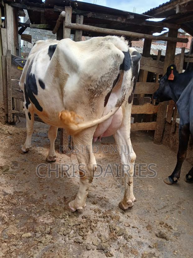 Lactating Hostein - thumbnail 5