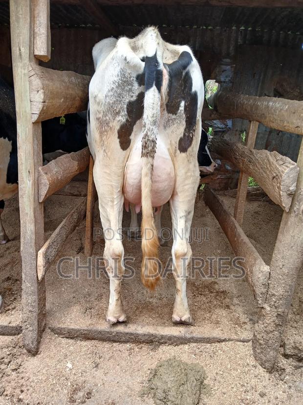 Lactating Hostein - thumbnail 3